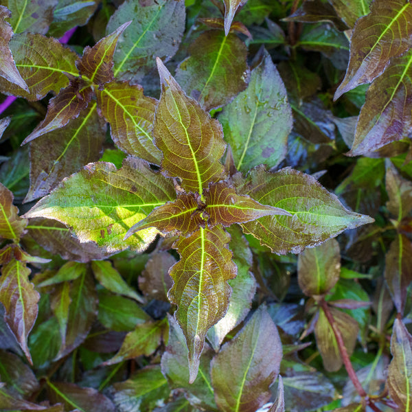 Spilled Wine Weigela