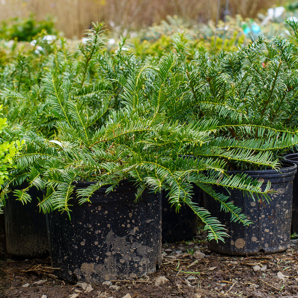 Spreading Japanese Plum Yew - Yew - Conifers