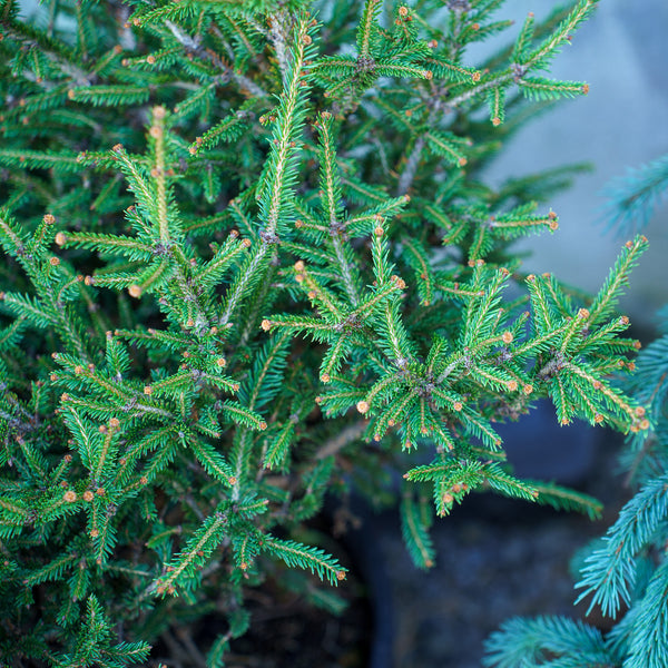 Stoner Norway Spruce