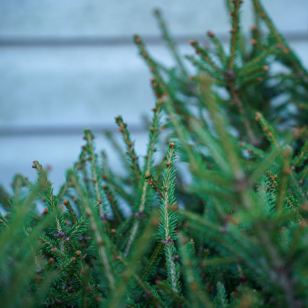 Stoner Norway Spruce