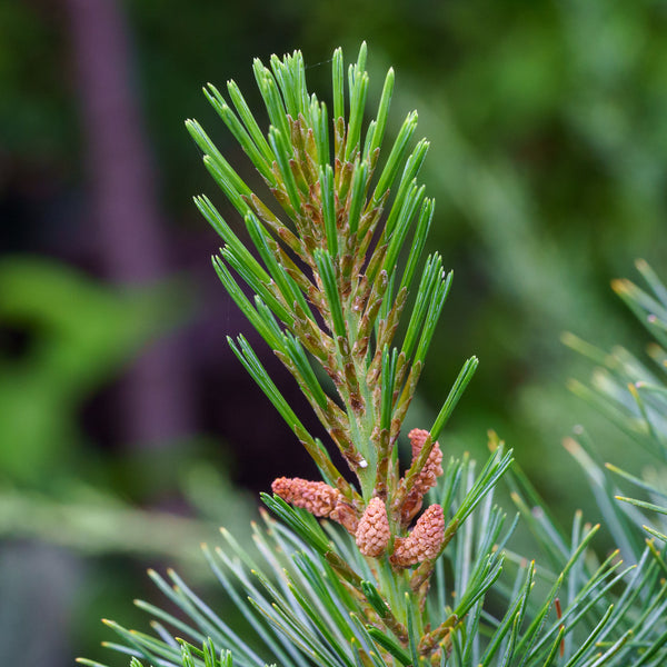 Stowe Pillar White Pine - Pine - Conifers