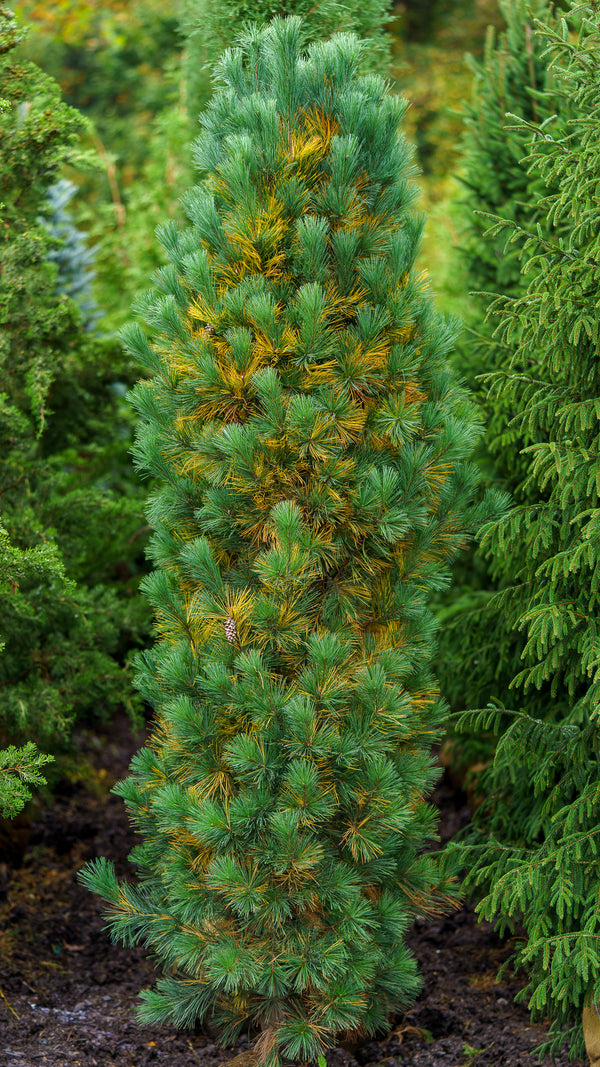 Stowe Pillar White Pine