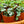 Load image into Gallery viewer, Assorted Strings - Strings - Houseplants
