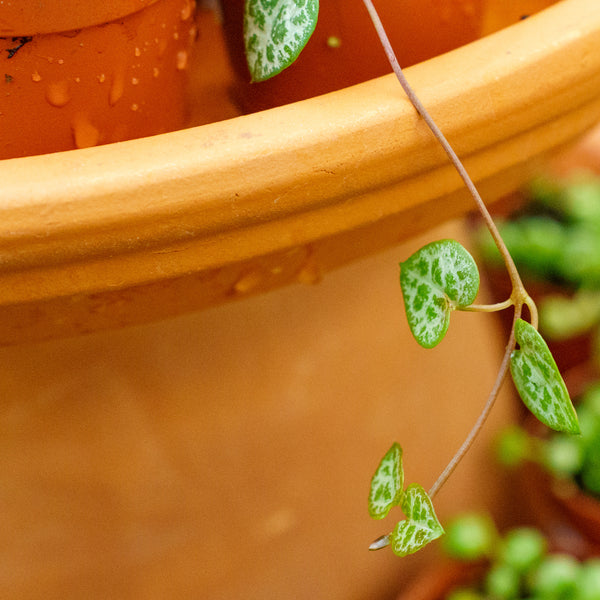 String of Hearts - Strings - Houseplants