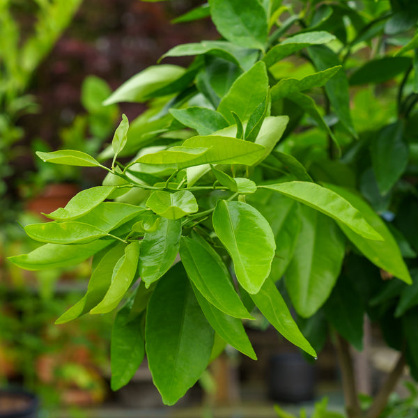 Sugar Belle Mandarin Tree