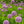 Load image into Gallery viewer, Summer Beauty Allium
