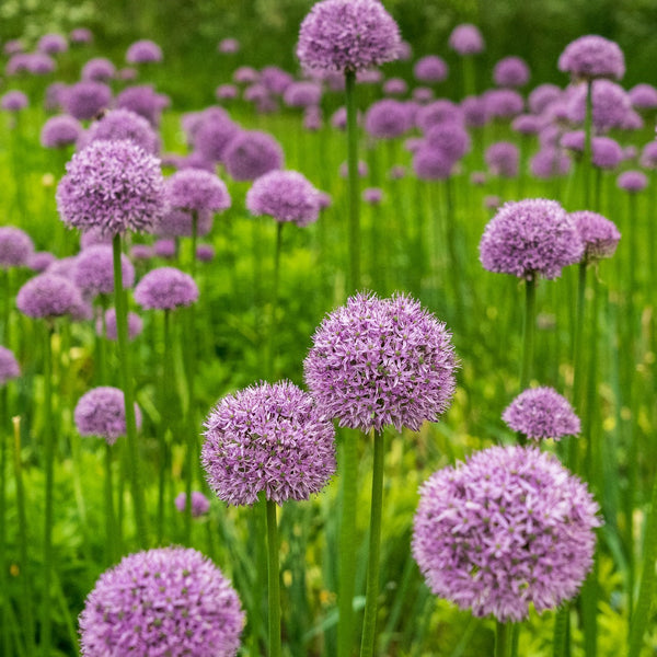 Summer Beauty Allium