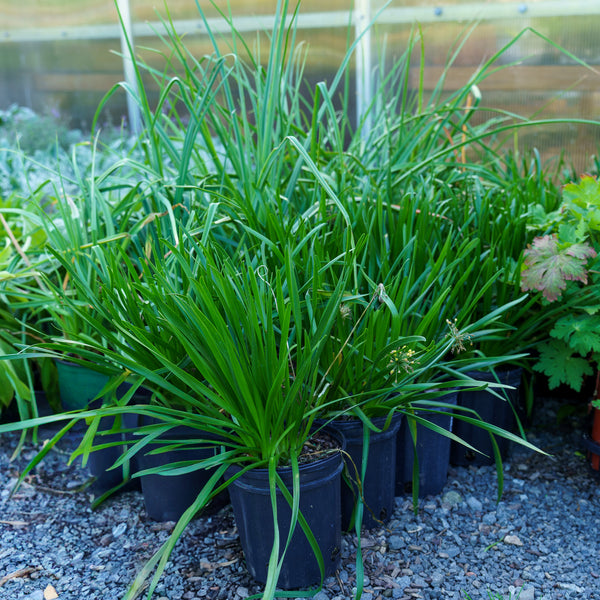 Summer Beauty Allium