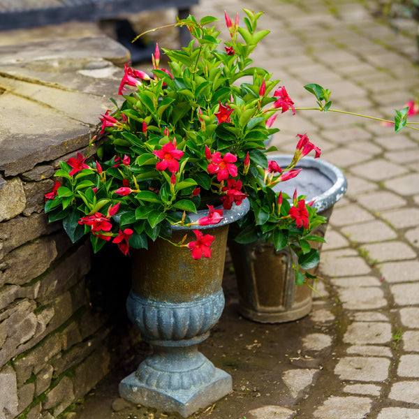 Assorted Mandevilla