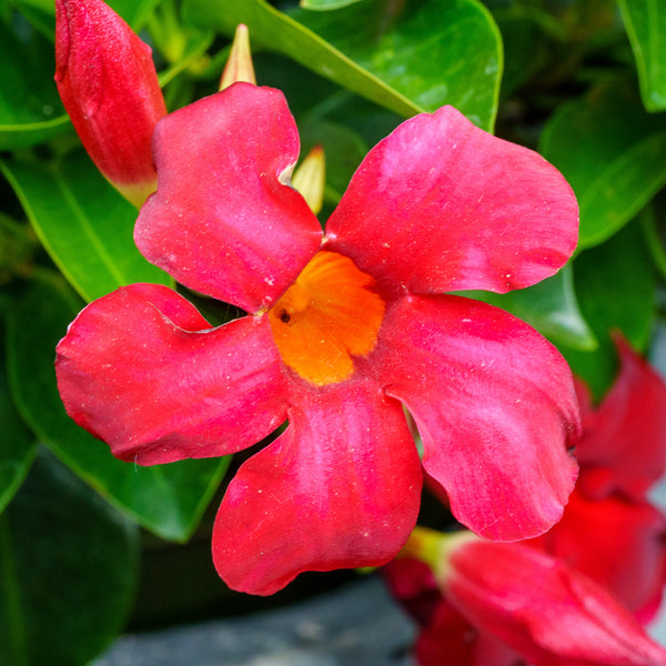 Assorted Mandevilla