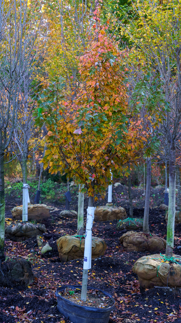 Sun Valley Red Maple