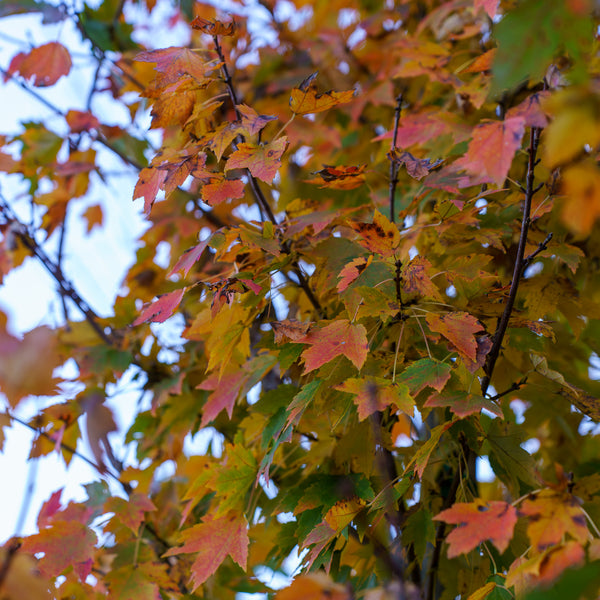 Sun Valley Red Maple