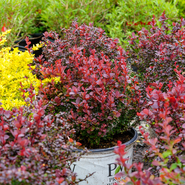 Sunjoy Mini Maroon Barberry - Barberry - Shrubs