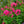 Load image into Gallery viewer, Sunset Coral Garden Phlox
