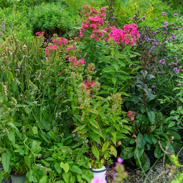 Sunset Coral Garden Phlox