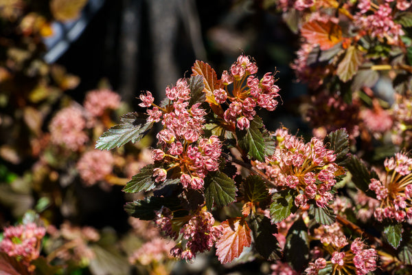 Sweet Cherry Tea Ninebark - Ninebark - Shrubs