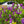 Load image into Gallery viewer, Charles Joly Lilac - Lilac - Shrubs
