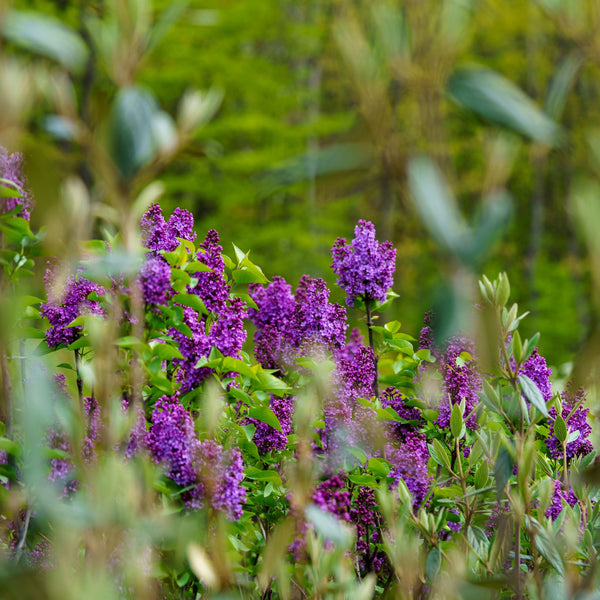 Ludwig Spaeth Lilac - Lilac - Shrubs