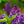 Load image into Gallery viewer, Ludwig Spaeth Lilac - Lilac - Shrubs
