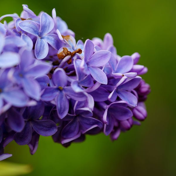 President Lincoln Lilac - Lilac - Shrubs