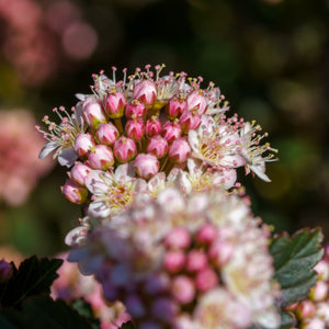 Tiny Wine Ninebark - Ninebark - Shrubs