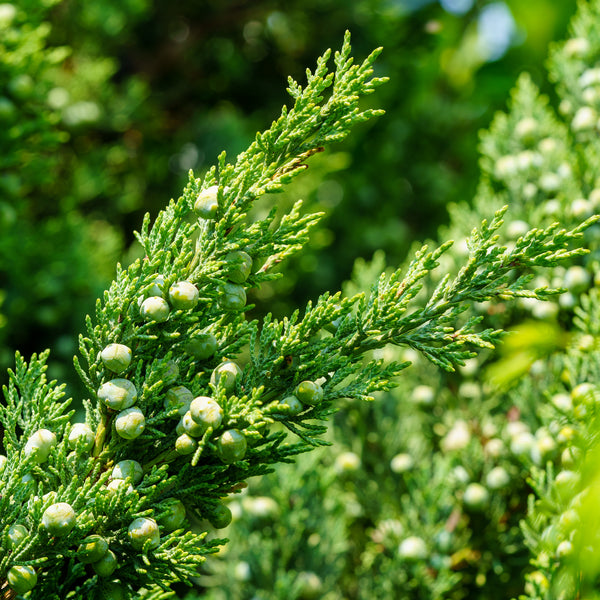 Trautman Juniper - Juniper - Conifers