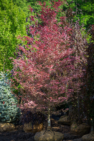Tricolor European Beech - Beech - Shade Trees