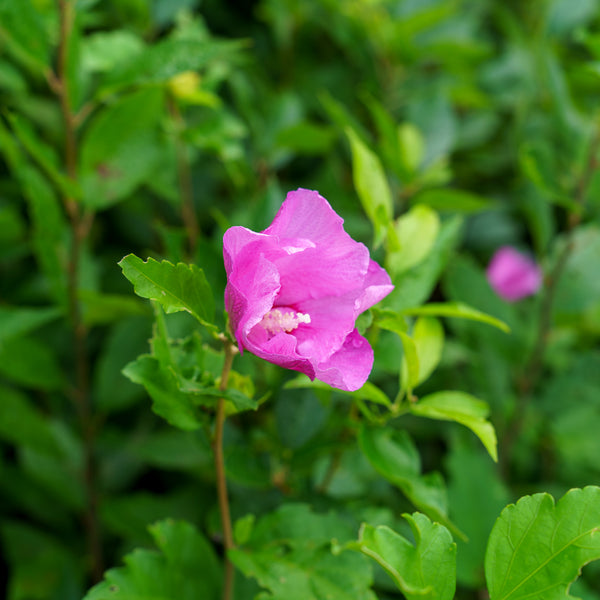 Tahiti Rose of Sharon