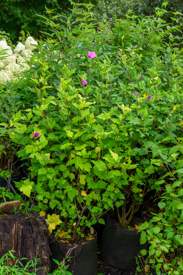 Tahiti Rose of Sharon