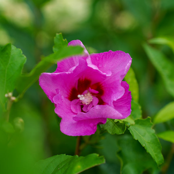 Tahiti Rose of Sharon