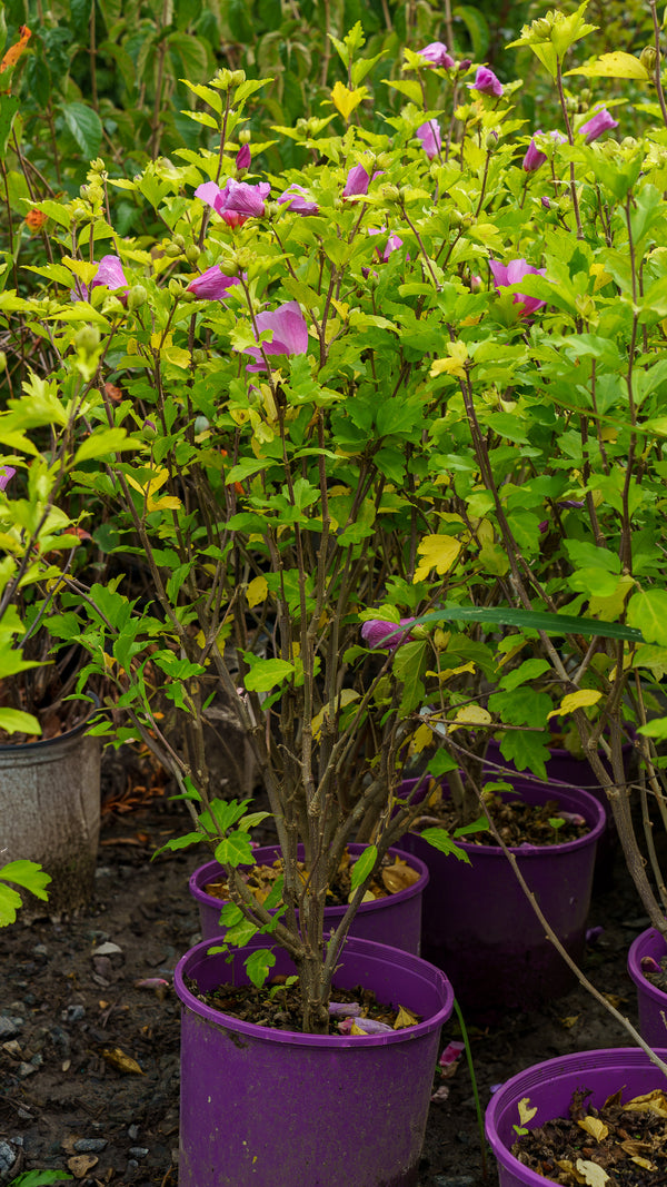 Tahiti Rose of Sharon