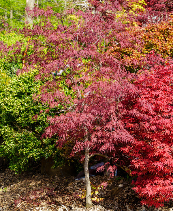 Tamukeyama Laceleaf Japanese Maple - Japanese Maple - Japanese Maples