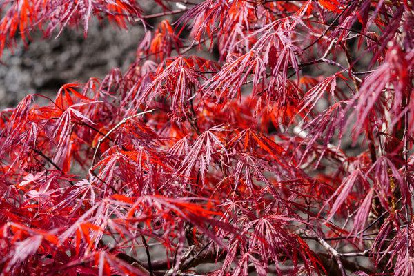 Tamukeyama Laceleaf Japanese Maple - Japanese Maple - Japanese Maples