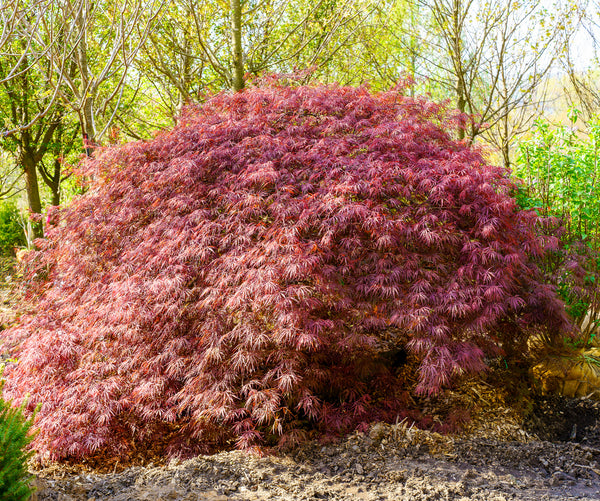 Tamukeyama Laceleaf Japanese Maple - Japanese Maple - Japanese Maples