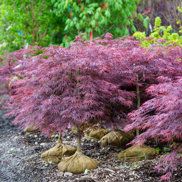 Tamukeyama Laceleaf Japanese Maple - Japanese Maple - Japanese Maples