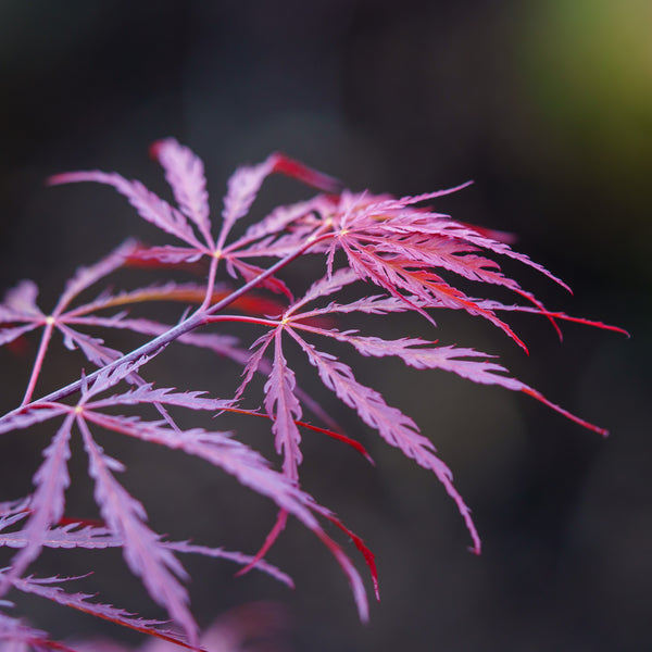 Tamukeyama Laceleaf Japanese Maple - Japanese Maple - Japanese Maples