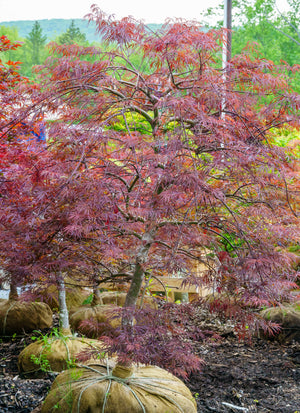 Tamukeyama Laceleaf Japanese Maple - Japanese Maple - Japanese Maples