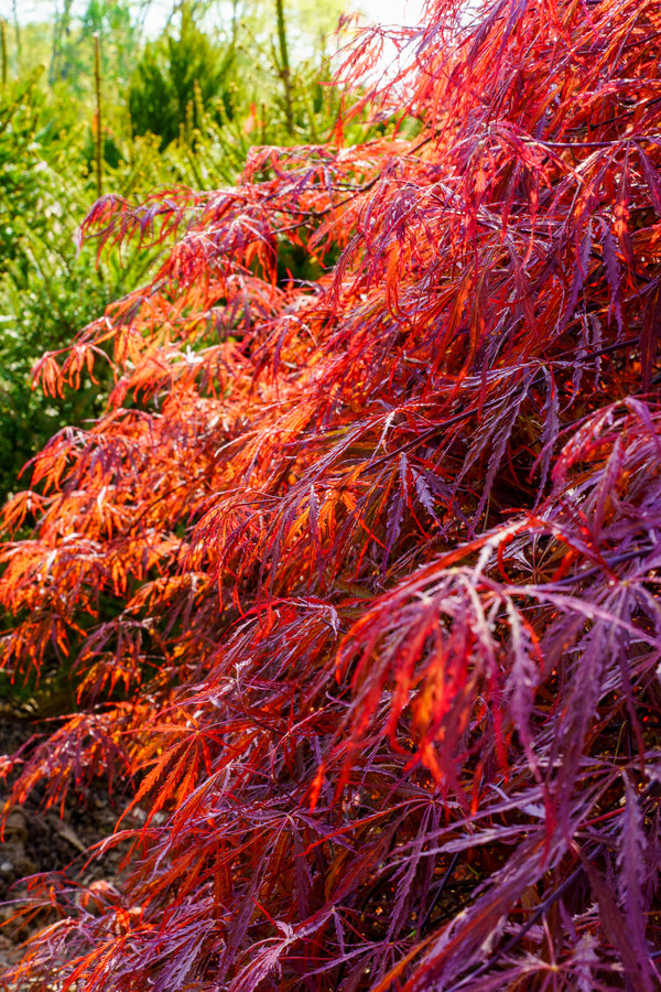 Tamukeyama Laceleaf Japanese Maple - Japanese Maple - Japanese Maples