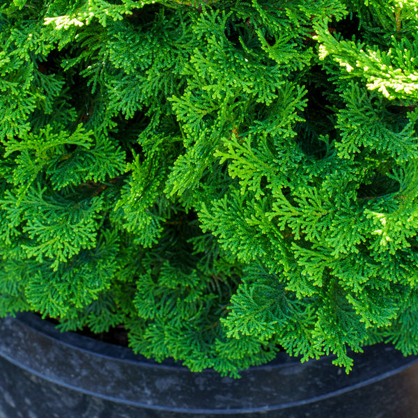 Tempelhof Cypress Containers