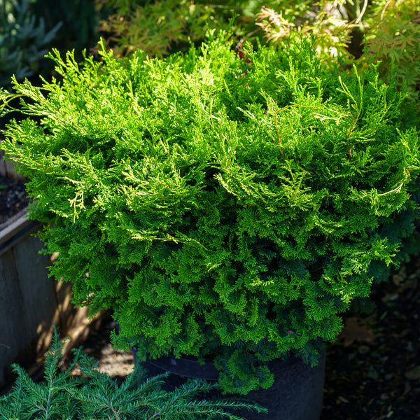 Tempelhof Cypress Containers