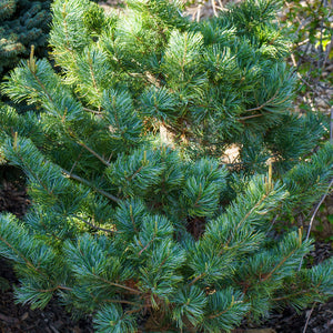 Tempelhof Japanese White Pine - Pine - Conifers