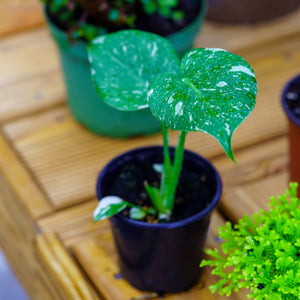 Monstera Thai Constellation - Monstera - Houseplants