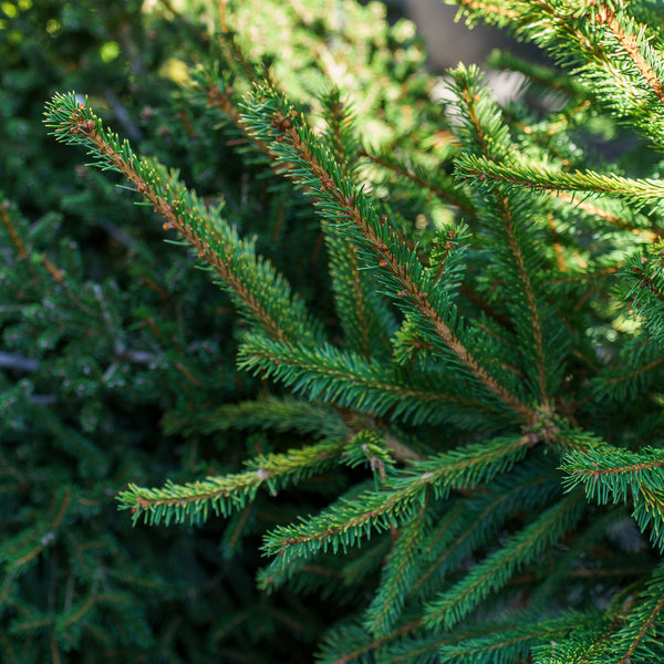 The Limey Norway Spruce