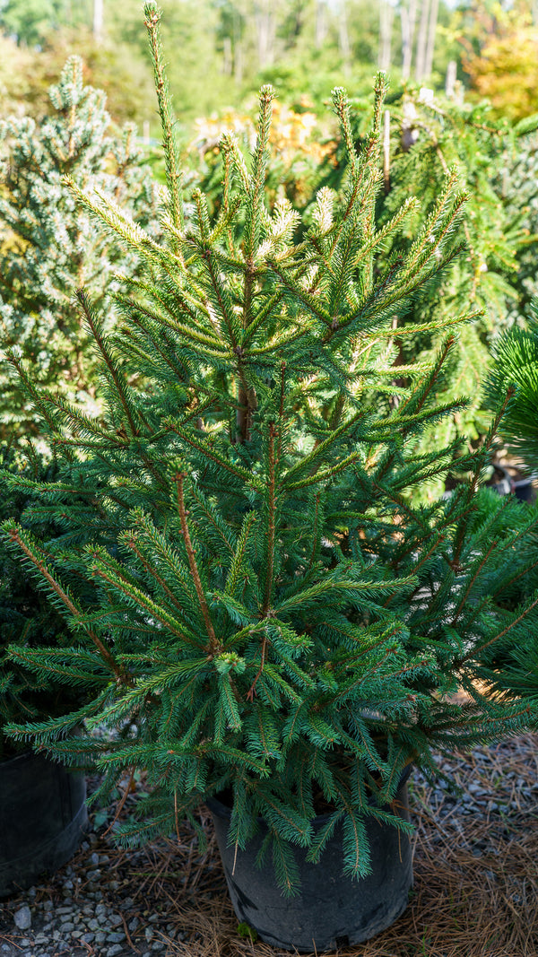 The Limey Norway Spruce