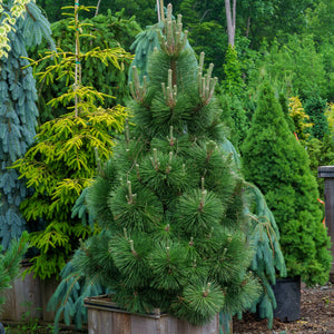 Thunderhead Japanese Black Pine - Pine - Conifers