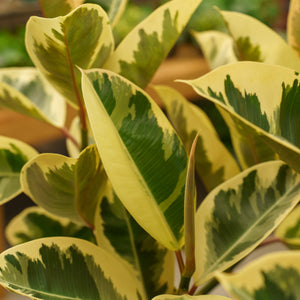 Rubber Plant Leaves