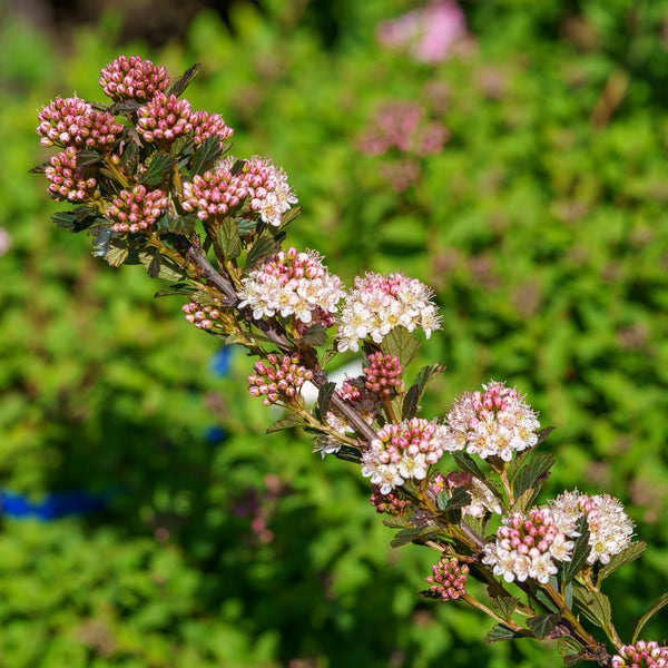 Tiny Wine Ninebark - Ninebark - Shrubs