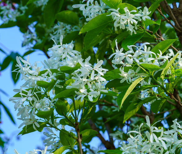 Tokyo Tower Chinese Fringetree - Other Flowering Trees - Flowering Trees