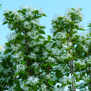 Tokyo Tower Chinese Fringetree - Other Flowering Trees - Flowering Trees