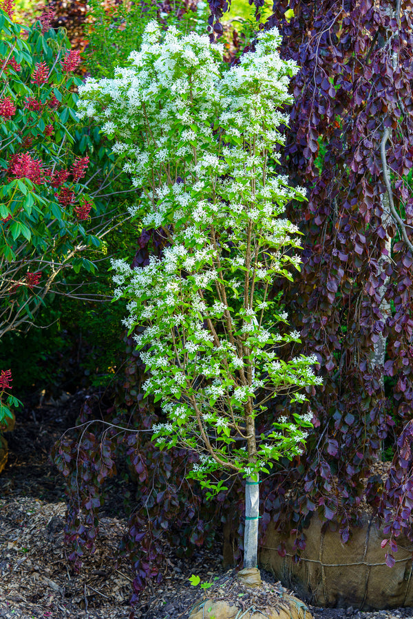 Tokyo Tower Chinese Fringetree - Other Flowering Trees - Flowering Trees